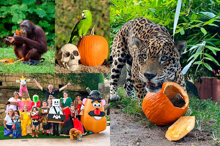 Zoo Boo at Zoo Miami 2026: Trick-or-Treating, Costume Contests and Halloween Fun for Kids